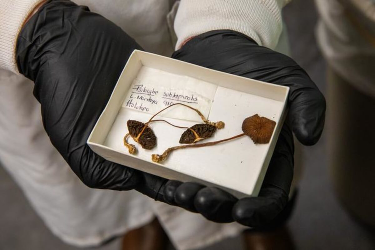 Holotype specimen of Psilocybe subtropicalis