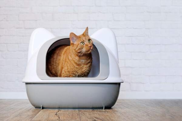 An orange cat peeking out of a litter box