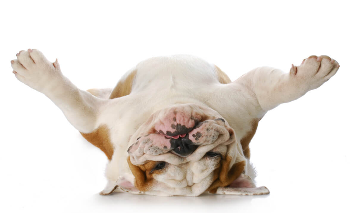 A Bulldog laying on its back