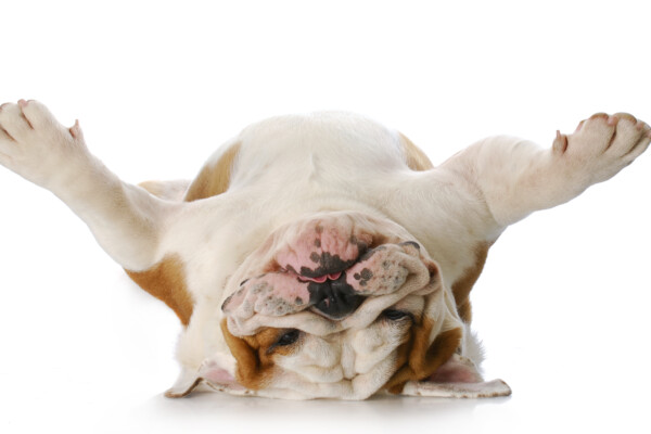 A Bulldog laying on its back