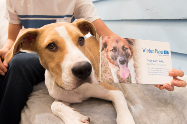 A dog with a Wisdom Panel DNA test
