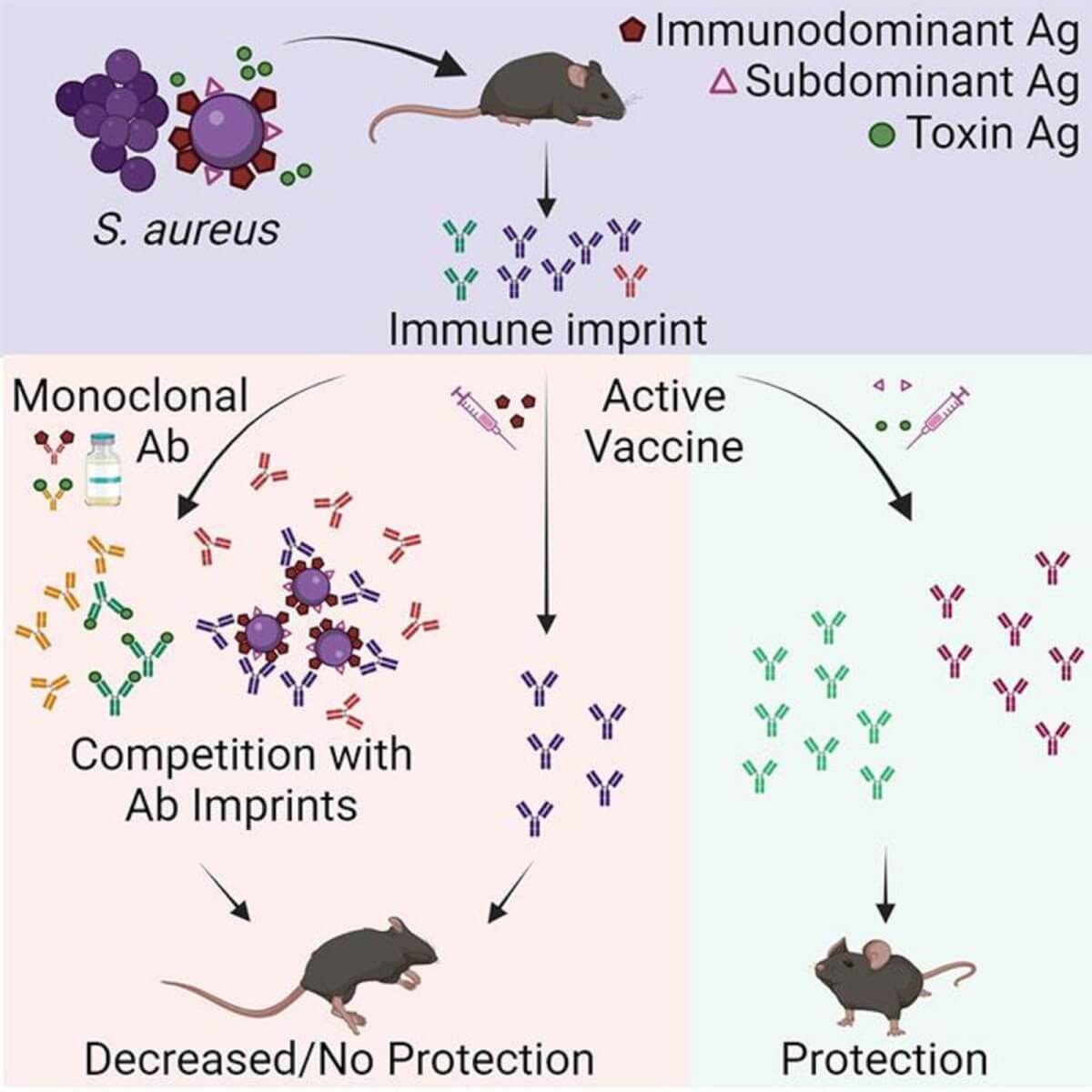 This graphical abstract shows the experimental approach used by the researchers to study immune responses to SA vaccination