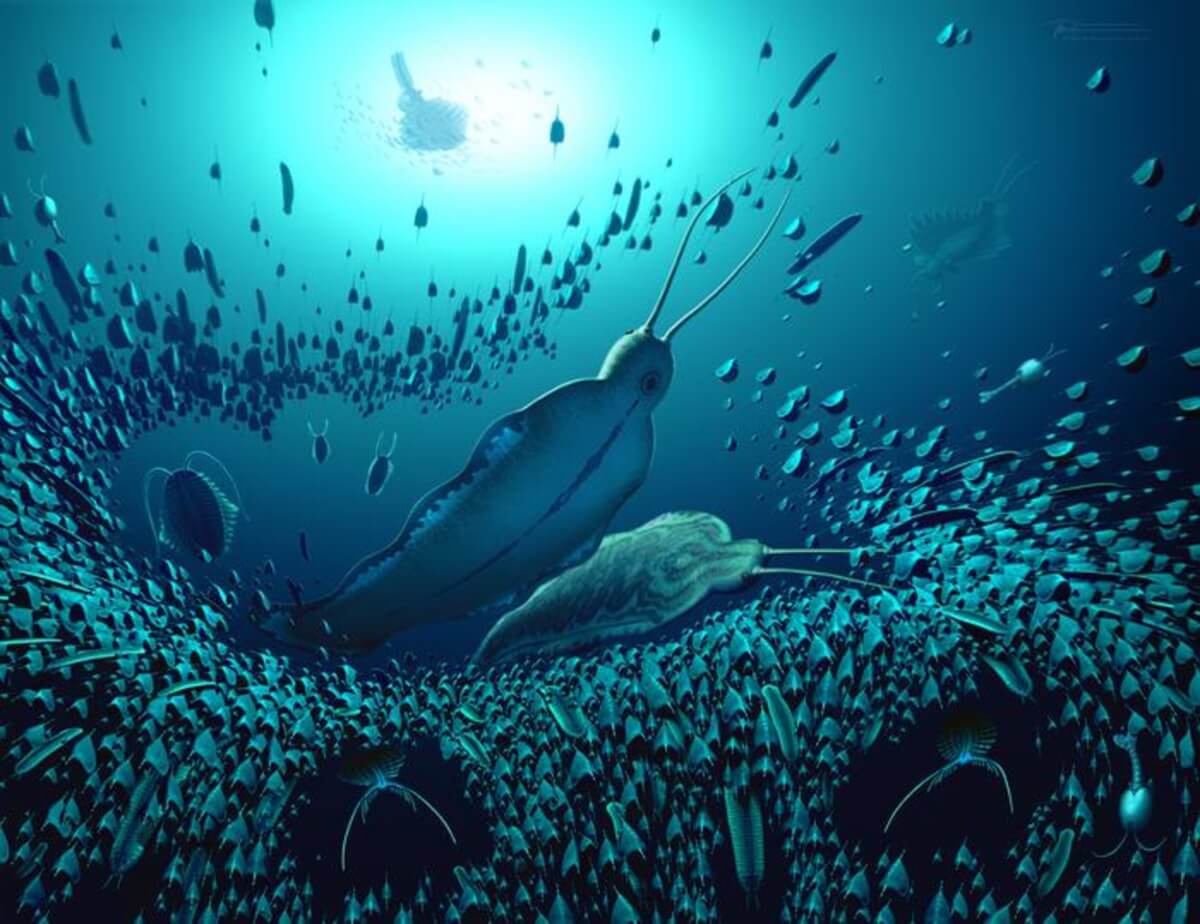 Timorebestia illustration