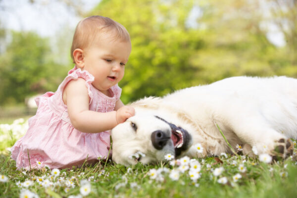 A baby girl petting a Golden Retriever