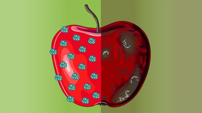 Antibacterial produce coating
