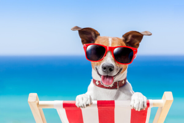 A dog wearing sunglasses in a beach chair