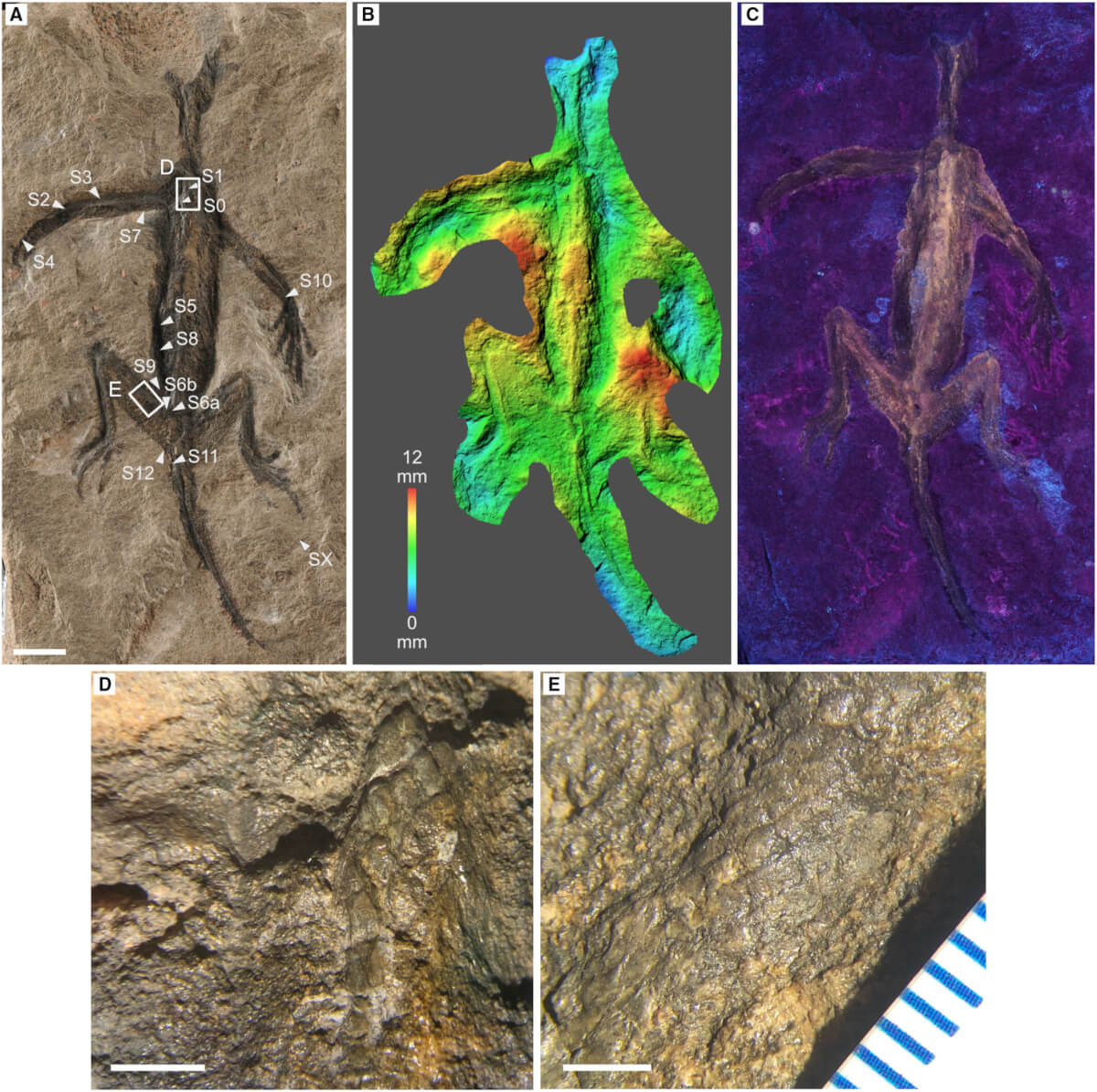 Tridentinosaurus antiquus examination reveals the alleged fossil was a phony.