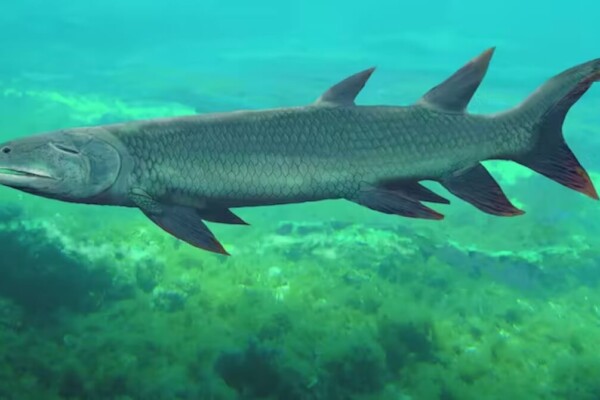 Harajicadectes