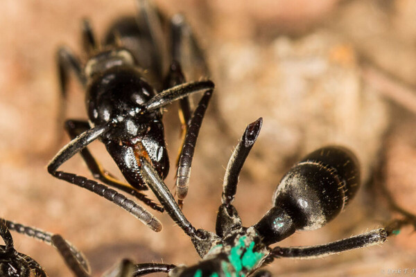 A Matabele ant tends to the wound of a fellow ant whose legs were bitten off in a fight with termites.