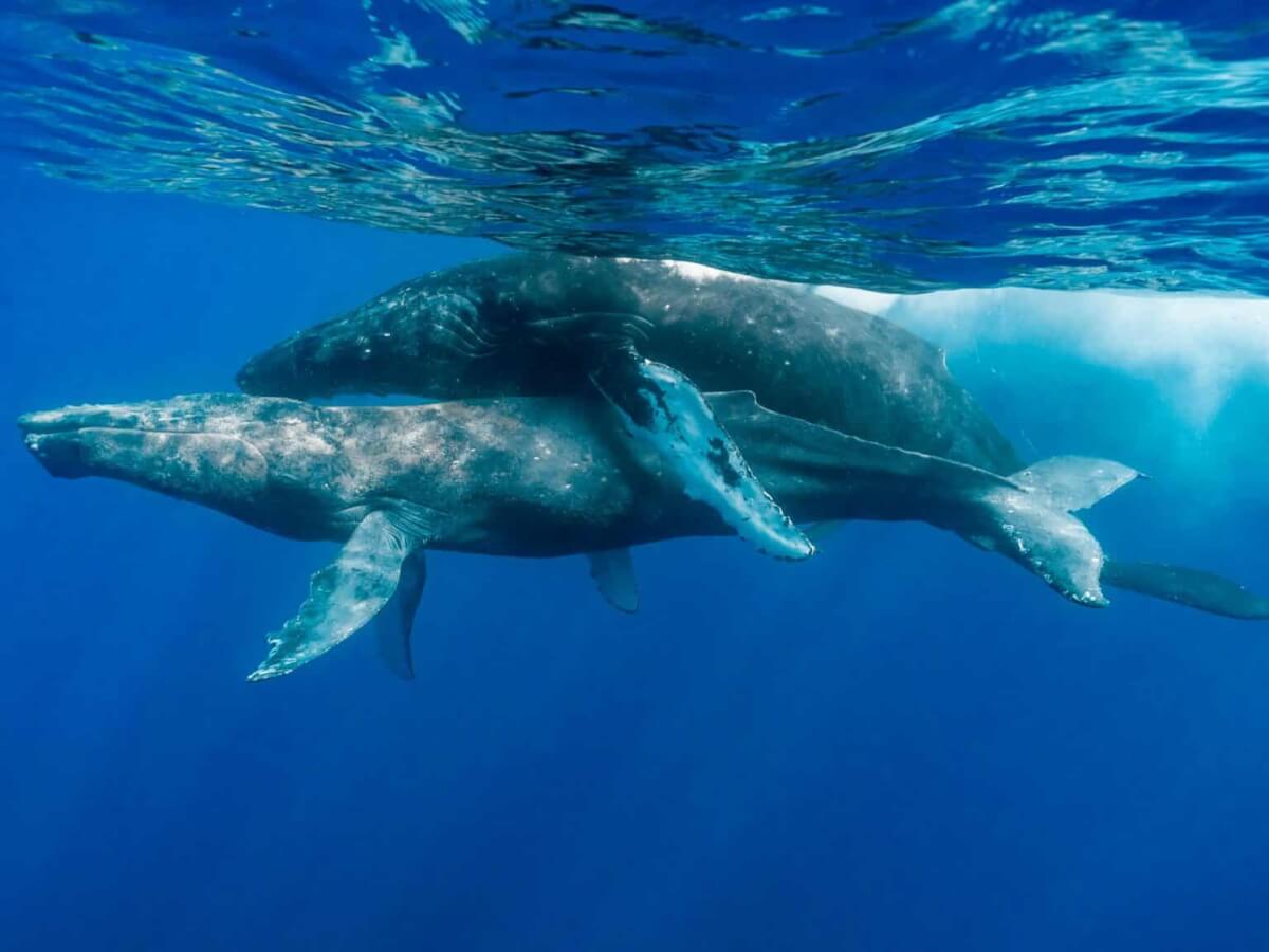 Male Humpback Whale