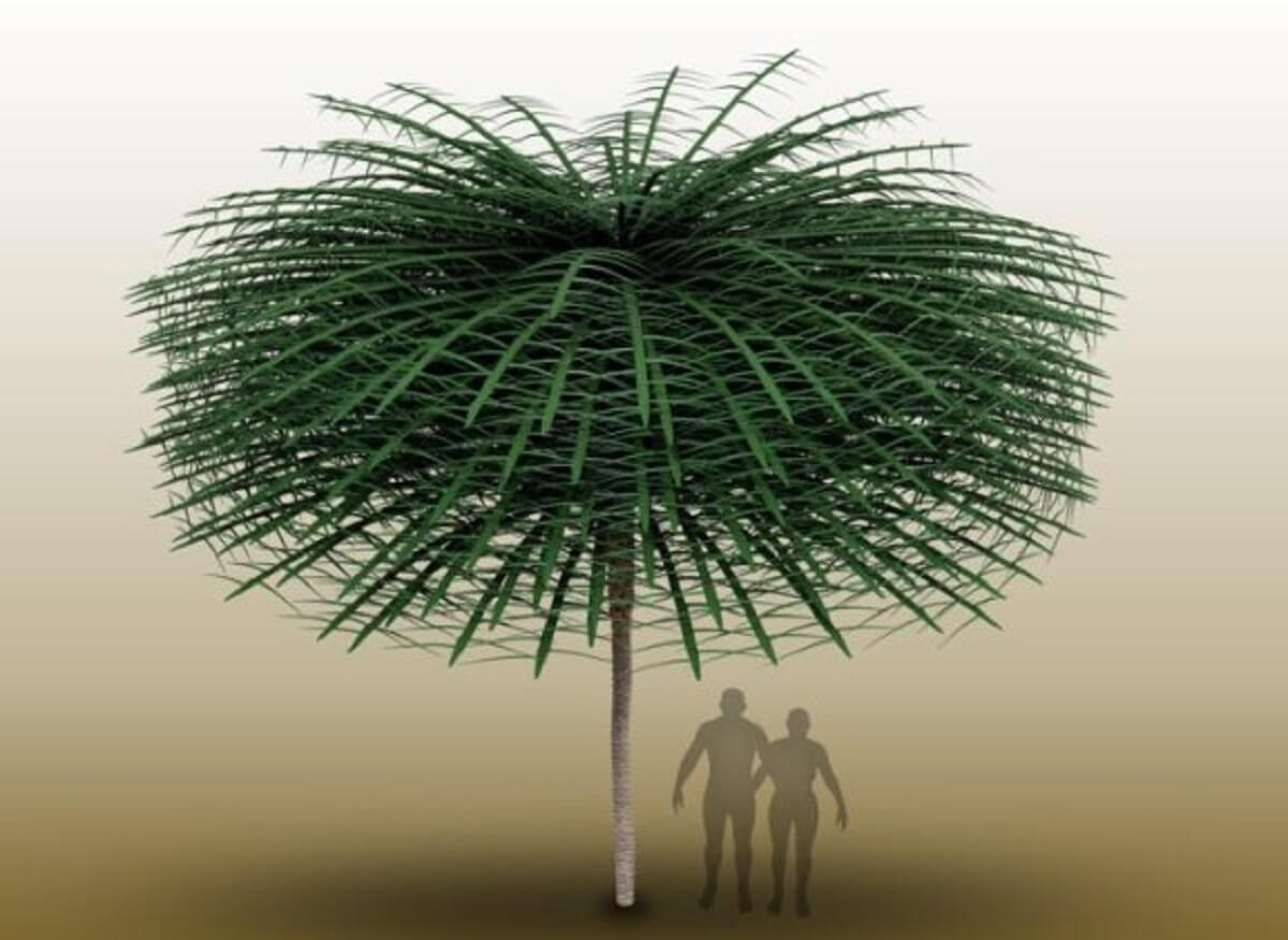 Sanfordiacaulis model with simplified branching structure for easier visualization. Note that humans are provided for scale but did not exist concurrently with the tree.