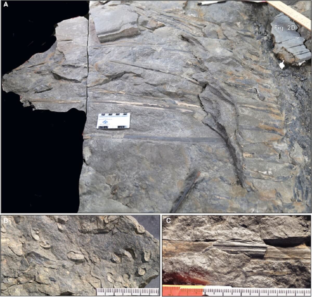 Figure 4. Trunk and petiolar features. (A) Trunk and basal parts of leaves (right; NBM 22403/1) with adjacent block showing their continuation, indicating that leaves were longer than shown on main block. The counterpart removed and sectioned in Figure 2D originates from the upper right (NBM 22403/2). Scale in cm and inches. NBM 22403-3. (B) Petiole cross-sections proximal to the trunk exhibiting a heart-shaped geometry with an adaxial depression appearing as a longitudinal furrow in compressions. Scale in mm. NBM 23142. (C) Mudcast petiole proximal to the trunk showing adaxial groove and fine striations. NBM 22403/2. Scale in cm and mm.