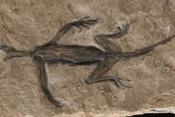 Tridentinosaurus antiquus was discovered in the Italian alps in 1931 and was thought to be an important specimen for understanding early reptile evolution - but has now been found to be, in part a forgery.
