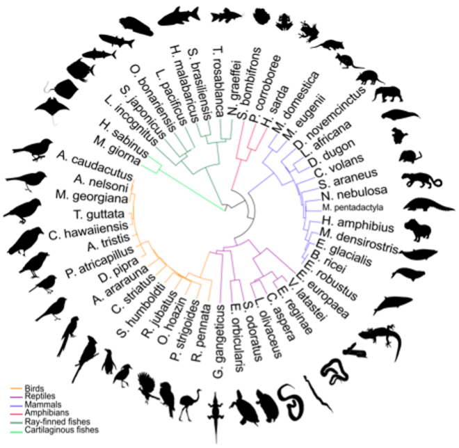 Vertebrate Silhouettes