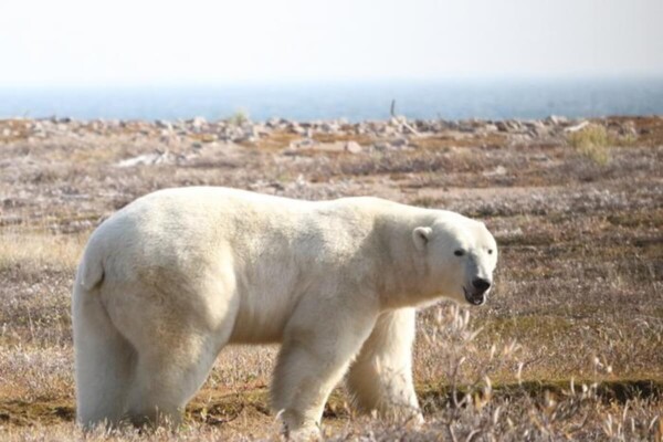 Polar bear on land in Western Hudson Bay region