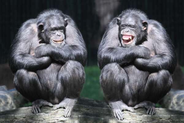 Two chimpanzees having fun.