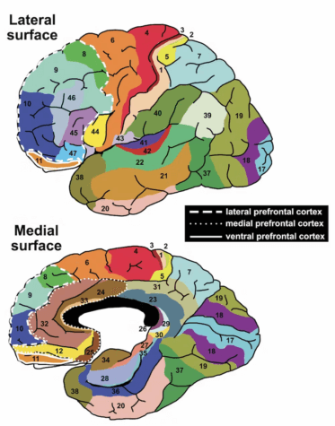 Scientists on quest to decode the human brain – and read people’s minds
