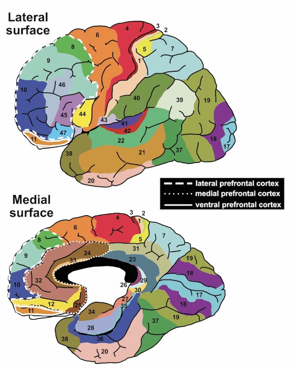 brain regions