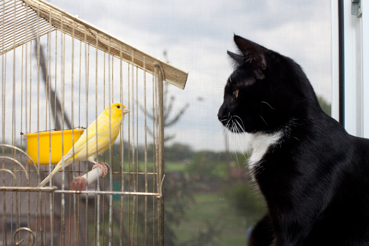 cat looking at bird in cage