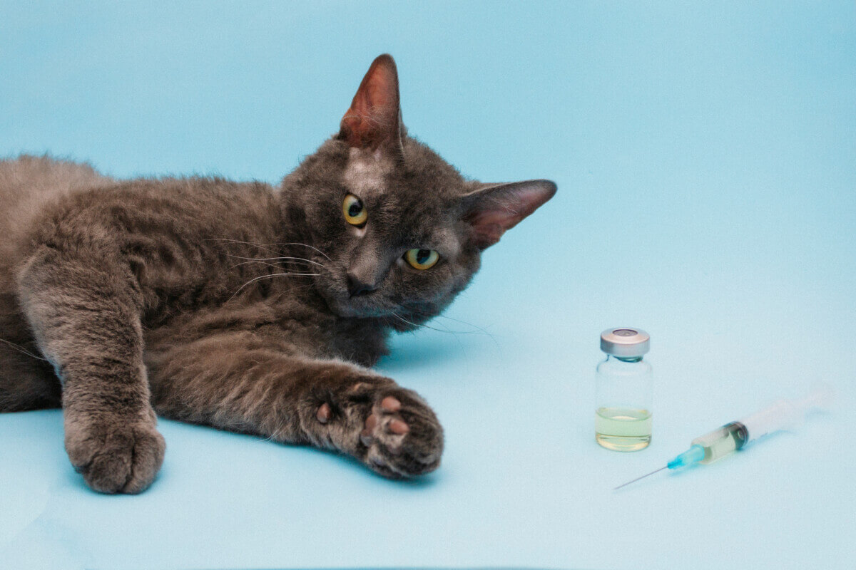 cat syringe medicine