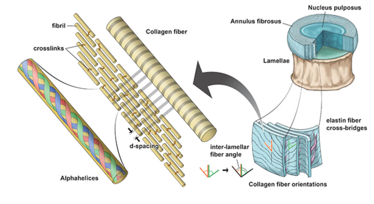A diagram of the hierarchical structure of the intervertebral disc