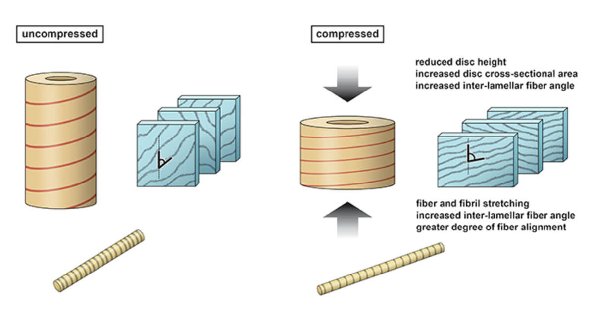 A simplified model of disc compression as a hydrostatic skeleton
