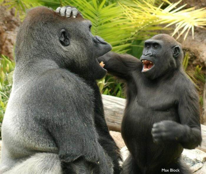 gorillas playing