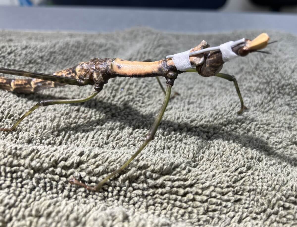 grasshopper neck brace
