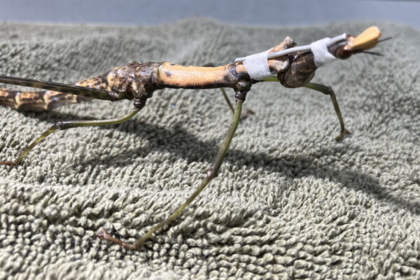 The Peruvian jumping stick with its neck brace.