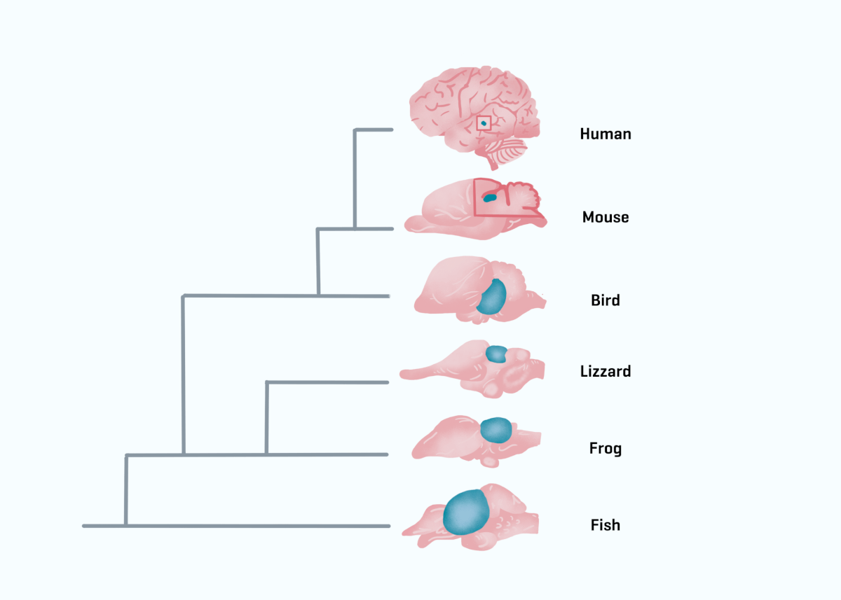 The superior colliculus is preserved during evolution but differs in relative size between species