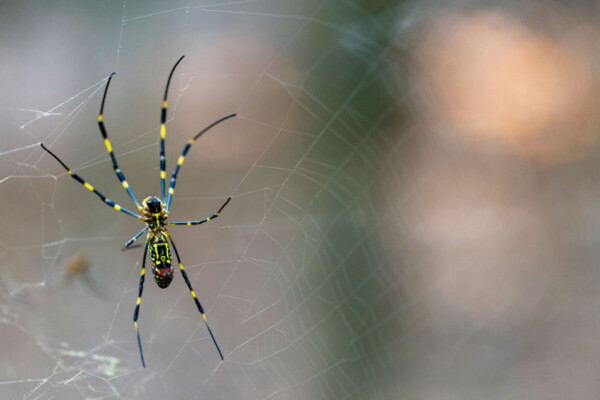 A new UGA study found the invasive Joro spider isn't particularly phased by the vibrations and noise of city living