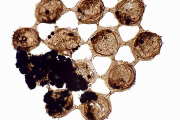 Fossil plankton from half a billion years ago