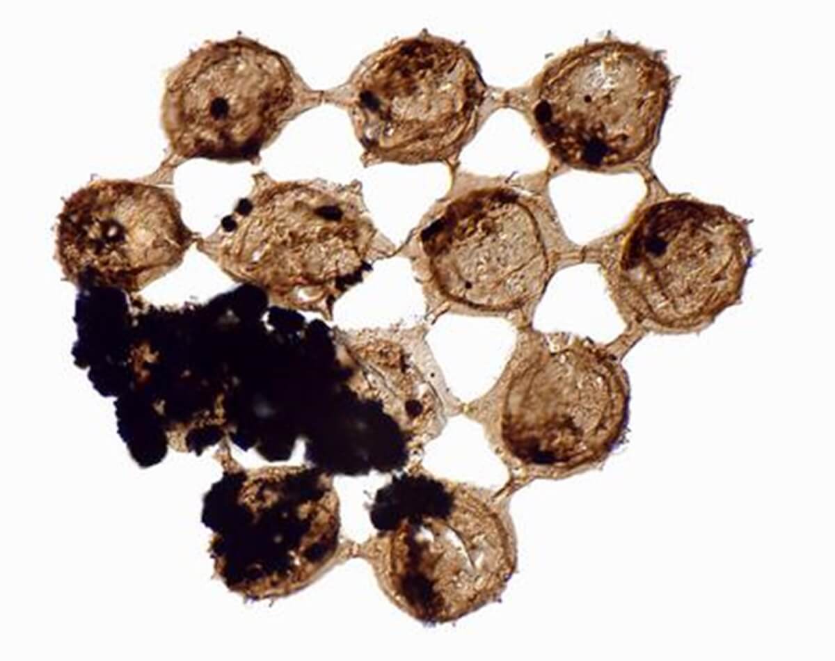 microfossil plankton