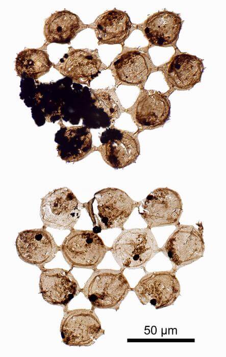 Fossil plankton from half a billion years ago
