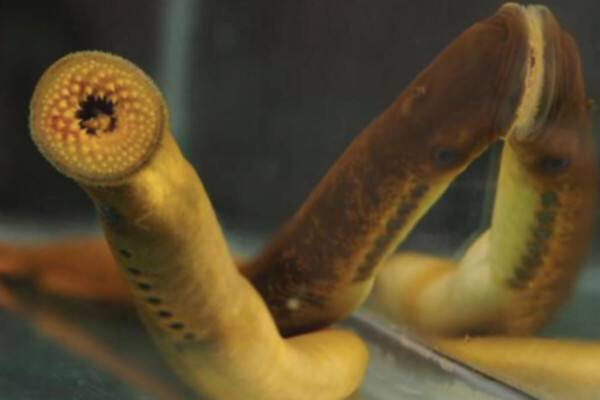 sea lamprey