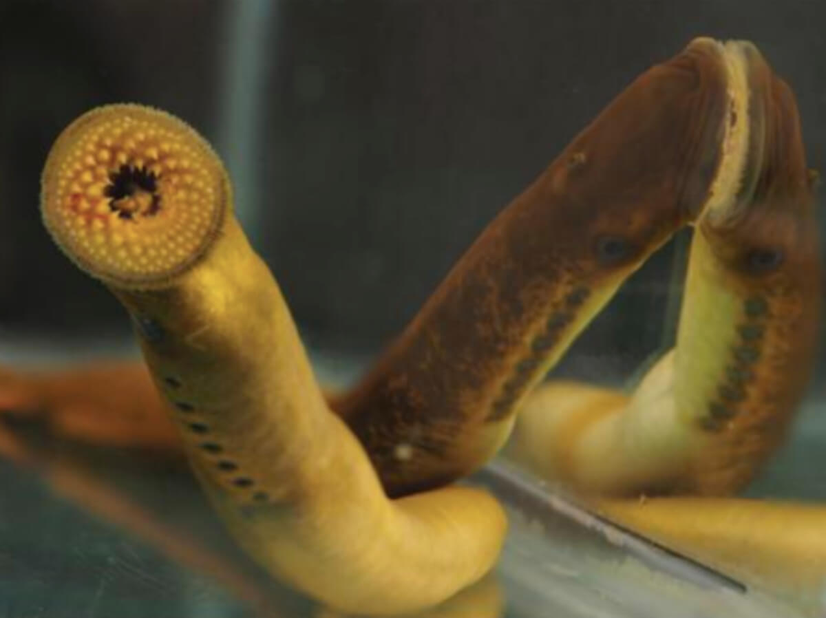 sea lamprey