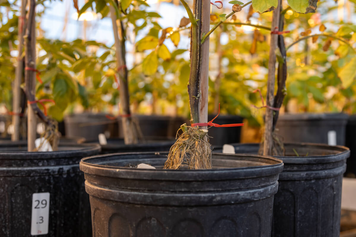 Researchers are growing healthier, more snackable potatoes in Michigan State University’s Agronomy Farm Greenhouse