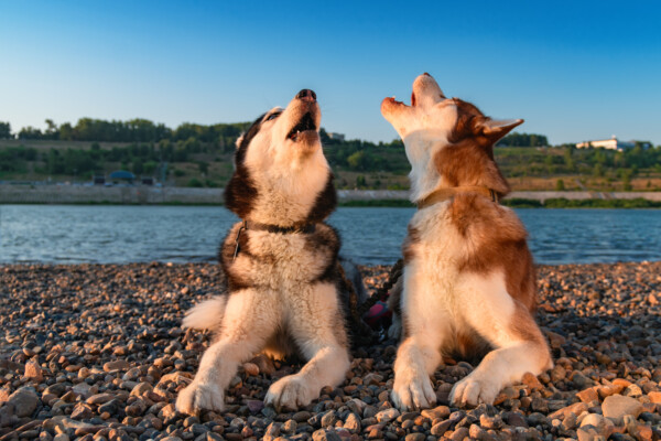 Two Siberian Huskies howling