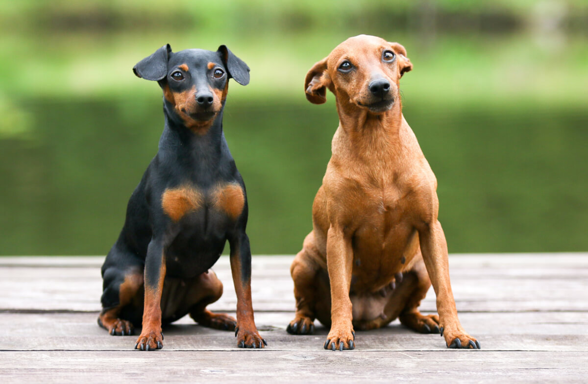 Two Miniature Pinschers