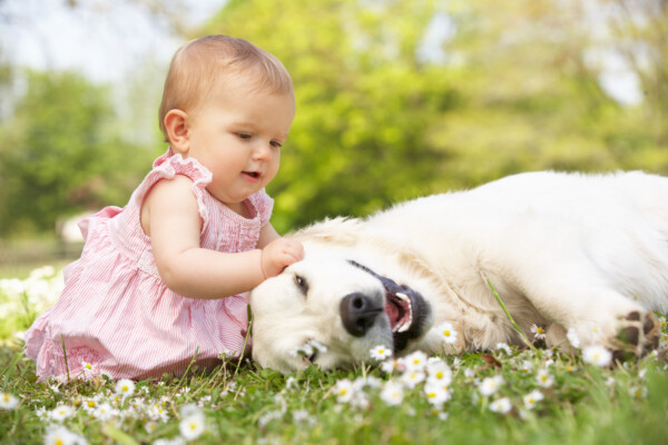 A baby girl petting a Golden Retriever