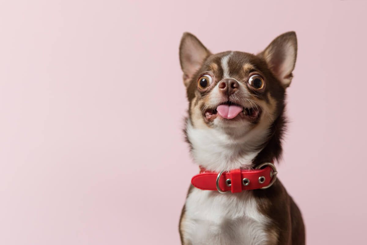 A brown and white Chihuahua