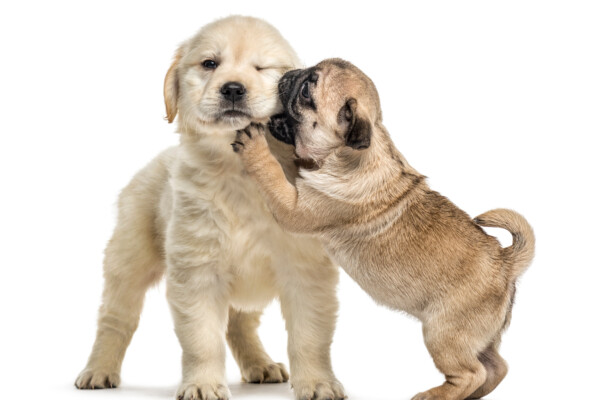 A Golden Retriever and Pug puppy playing