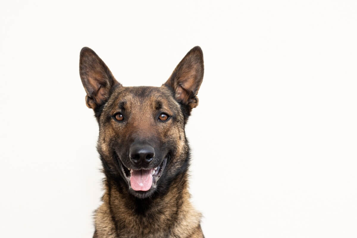 A Belgian Malinois
