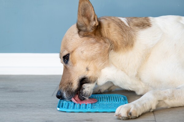 A dog licking a lick mat