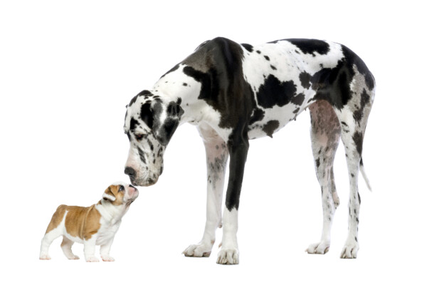 A Great Dane kissing a French Bulldog puppy