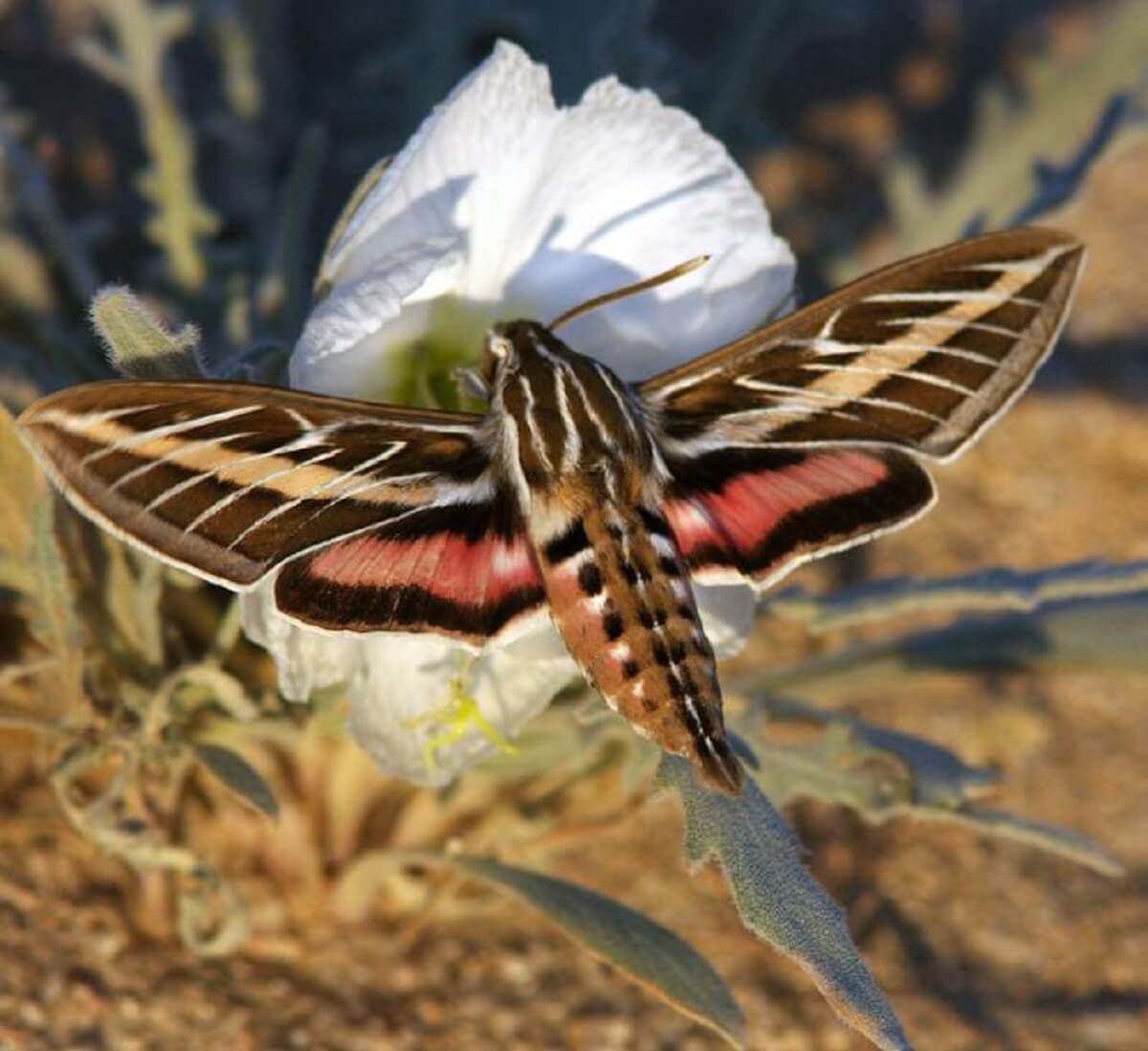 white lined sphinx