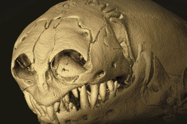 Shown is a close-up CT scan of the skull of a Zygaspis quadrifron
