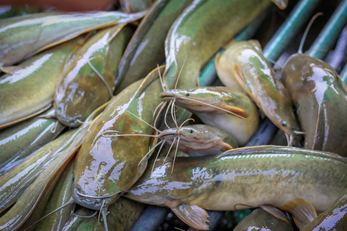 catfish
