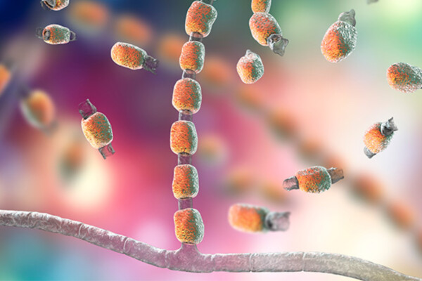 Valley fever is caused by fungi that live in the soil