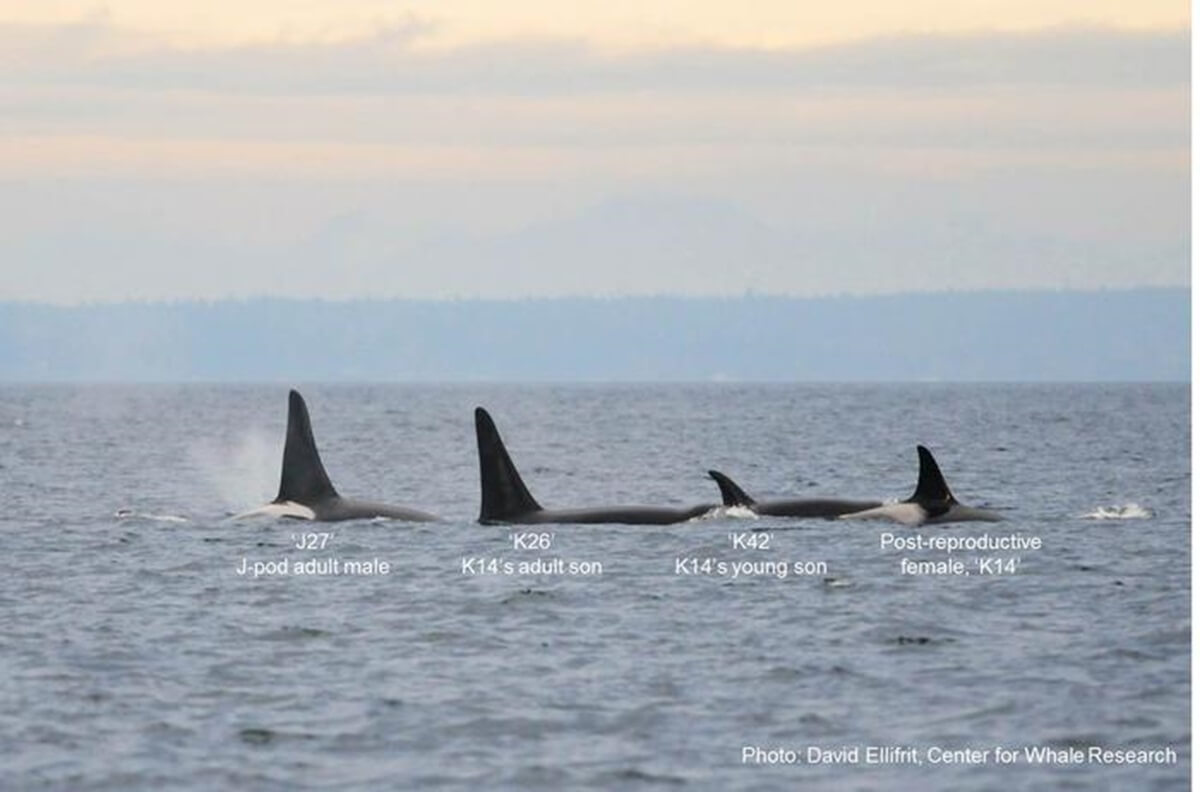 a whale mom and her two sons that are years apart.